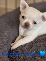 Prachtige kortharige chihuahua pups, België, Fokker | Hobbymatig, CDV (hondenziekte), 8 tot 15 weken
