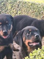 Rottweiler pups, Dieren en Toebehoren, België, CDV (hondenziekte), 8 tot 15 weken, Meerdere
