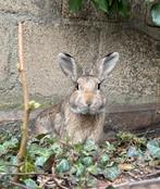 Rammelaar konijn (lees beschrijving), Petit, Oreilles tombantes, Mâle, 0 à 2 ans