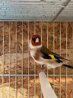 Distelvink Putter poppen gezocht, Animaux & Accessoires, Oiseaux | Oiseaux Autre, Femelle, Oiseau chanteur sauvage, Bagué