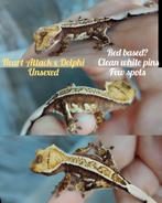 Wimpergekko nakweek met lineage, Dieren en Toebehoren, Reptielen en Amfibieën