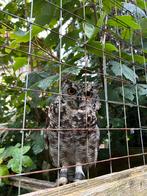 Afrikaanse oehoe, Dieren en Toebehoren, Mei, Meerdere dieren