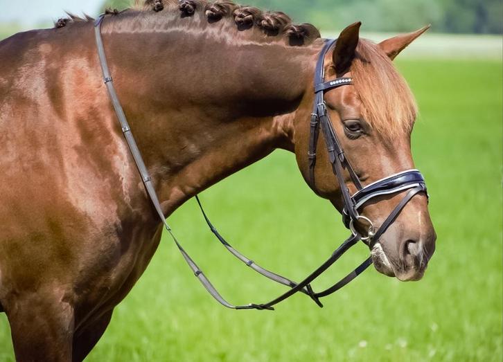 Profi-Rider Ares Hoofdstel Lak Zwart Wit Cob + Full SALE!, Dieren en Toebehoren, Paarden en Pony's | Hoofdstellen en Tuigage, Nieuw