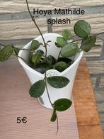 Hoya mathilde splash, Ophalen of Verzenden