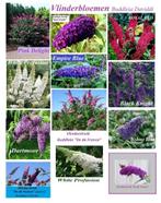 VLINDERSTRUIKEN/VLINDERBLOEMEN: Wit, Rood, Paars, Roze 7€/st, Ophalen of Verzenden, Vlinderstruik, Struik, Minder dan 100 cm