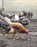 Legkippen, Dieren en Toebehoren, Vrouwelijk, Kip