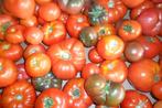 tomates, Ophalen