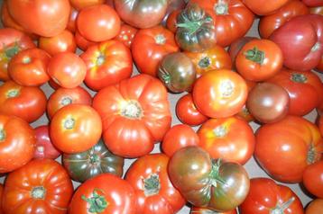 tomates beschikbaar voor biedingen