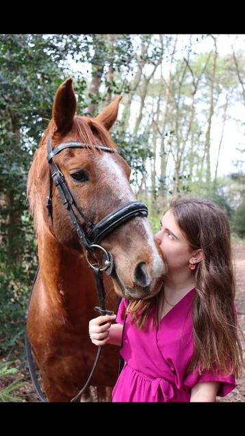 Verzorg paard gezocht