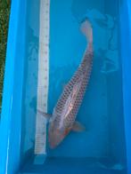 Très beau et robuste Ochiba, Animaux & Accessoires, Poissons | Poissons d'étang