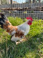 Gratis kriel haantje, Dieren en Toebehoren, Pluimvee, Mannelijk, Kip