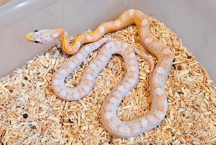 Korenslangen, Dieren en Toebehoren, Reptielen en Amfibieën