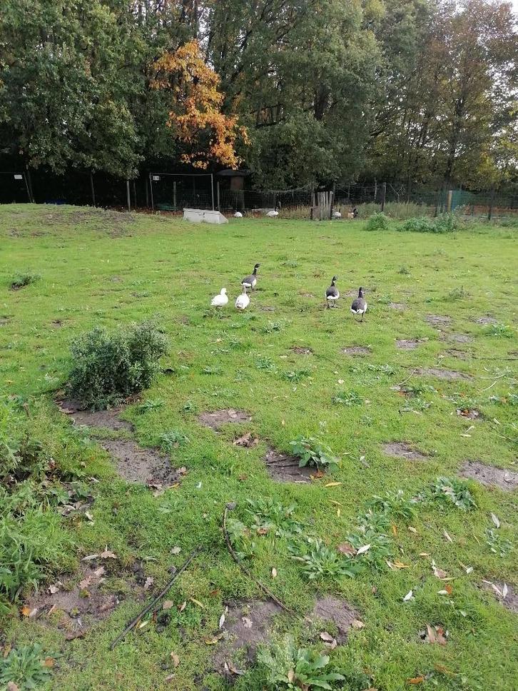 zilverkleurige wilde eend mannetje, uiterst zeldzaam, Dieren en Toebehoren, Pluimvee, Eend