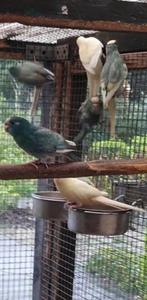 Kakariki 25 mannen, Dieren en Toebehoren, Mannelijk, Parkiet, Geringd