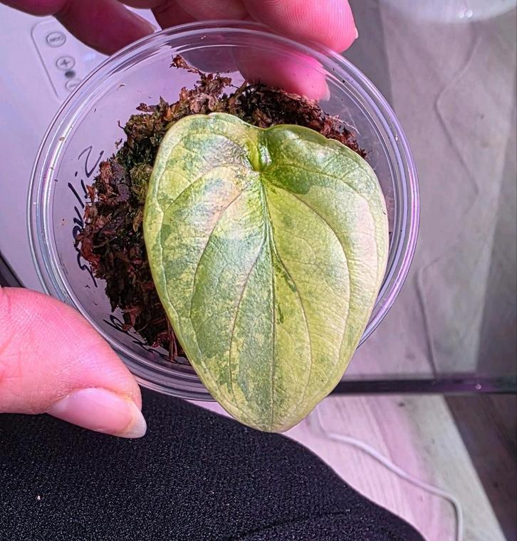 Alocasia silver dragon aurea, Maison & Meubles, Plantes d'intérieur, Enlèvement