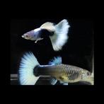 Guppy White Tuxedo - Locatie Heerlen NL, Dieren en Toebehoren, Vis, Zoetwatervis, Schoolvis