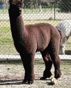 Zwarte alpaca dekhengst, Mannelijk