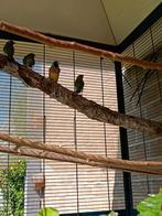 Gouldamadines, Dieren en Toebehoren