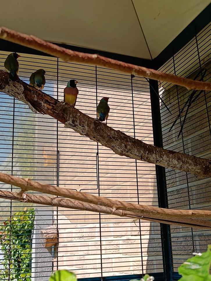 Madines à la goule, Animaux & Accessoires, Oiseaux | Oiseaux Autre