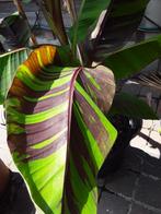 Musa ever red, Ophalen of Verzenden