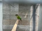 Pyrrhura's Molinae, Dieren en Toebehoren, Vogels | Parkieten en Papegaaien, Meerdere dieren, Parkiet