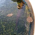 Steur, Dieren en Toebehoren, Steur