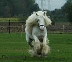 Irish cob dekhengst te koop, Hengst