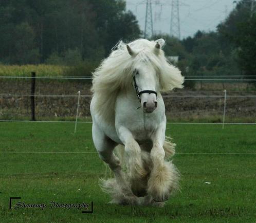 Irish cob dekhengst te koop, Dieren en Toebehoren, Paarden en Pony's | Dekhengsten en Fokmerries, Hengst