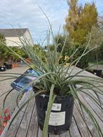 Hesperaloe Parviflora - rode yucca, Tuin en Terras, Planten | Bomen, Ophalen, Halfschaduw, Olijfboom