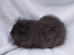 Ch Teddy caviabeertje te koop, Animaux & Accessoires, Rongeurs, Novembre, Mâle, Cobaye