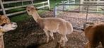 Alpaca hengst gratis af te halen, Dieren en Toebehoren, Maart, Mannelijk