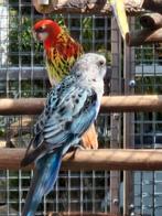 Rosella's, Dieren en Toebehoren, Meerdere dieren, Parkiet, Geringd