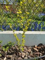 Hibiscus struiken 50cm hoog, Jardin & Terrasse, Enlèvement ou Envoi