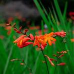 Crocosmia, Ophalen, Zomer, Vaste plant, Overige soorten