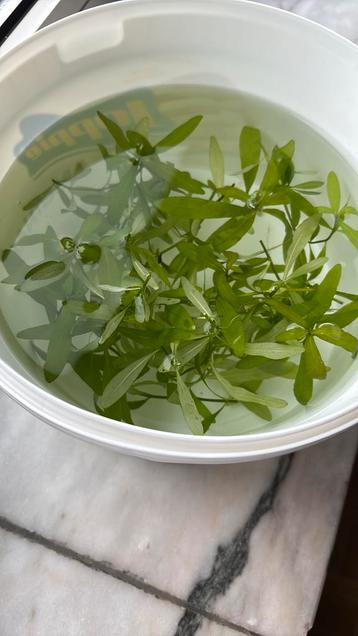 Hygrophila polysperma stekjes beschikbaar voor biedingen