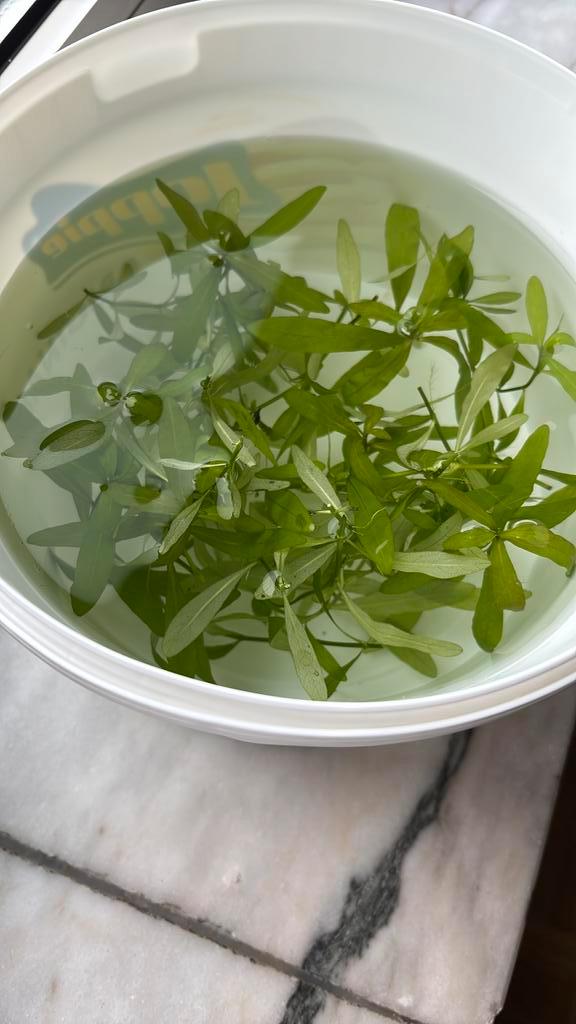 Hygrophila polysperma stekjes, Dieren en Toebehoren, Vissen | Aquaria en Toebehoren, Plant(en), Steen of Hout, Ophalen of Verzenden