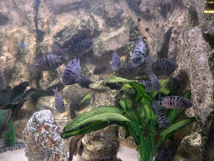 Cichliden te koop, Tickets en Kaartjes, Recreatie | Pretparken en Attractieparken