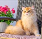 Dekkater britselanghaar schinschilla ny12, Dieren en Toebehoren, Katten en Kittens | Raskatten | Korthaar, 0 tot 2 jaar, Kater