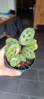 Maranta Variegata, Enlèvement