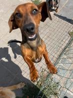 Dwergteckel teefje, Dieren en Toebehoren, 1 tot 2 jaar, Dwerg, Eén hond, Fokker | Professioneel
