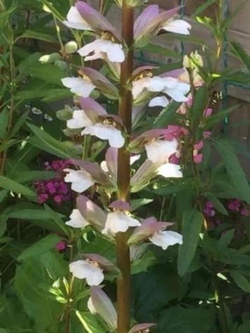 Acanthus, kleine plantjes uitgehaald, nu planten  beschikbaar voor biedingen