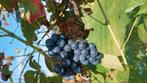 Blauwe zoete druiven,, Tuin en Terras, Planten | Fruitbomen, Ophalen