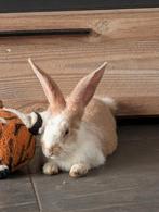 Konijntje, Dieren en Toebehoren, Konijnen, Vrouwelijk, Middelgroot, 0 tot 2 jaar