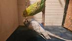 Couple de perruche Anglaise, Animaux & Accessoires, Oiseaux | Perruches & Perroquets, Perruche