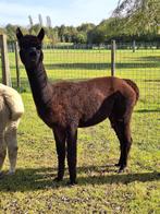 Zwarte alpaca merrie, Dieren en Toebehoren, Vrouwelijk