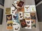 Artis Historia - Tropische vlinders, Verzamelen, Foto's en Prenten, Gebruikt, Dier, Prent, Ophalen