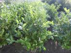 Laurierplanten, Ophalen, Laurier, Struik, 100 tot 250 cm