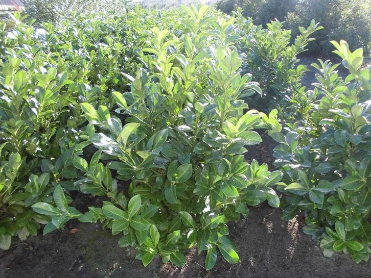 Laurierplanten, Tuin en Terras, Planten | Struiken en Hagen, Struik, Laurier, 100 tot 250 cm, Ophalen
