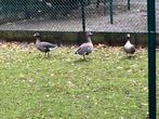 goudooggans haan, Dieren en Toebehoren, Pluimvee, Mannelijk, Gans of Zwaan