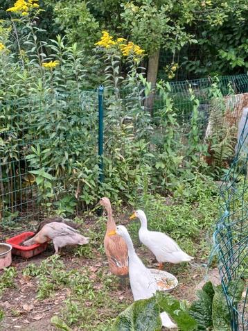 Koppel witte loopeenden, Plusieurs animaux, Canard
